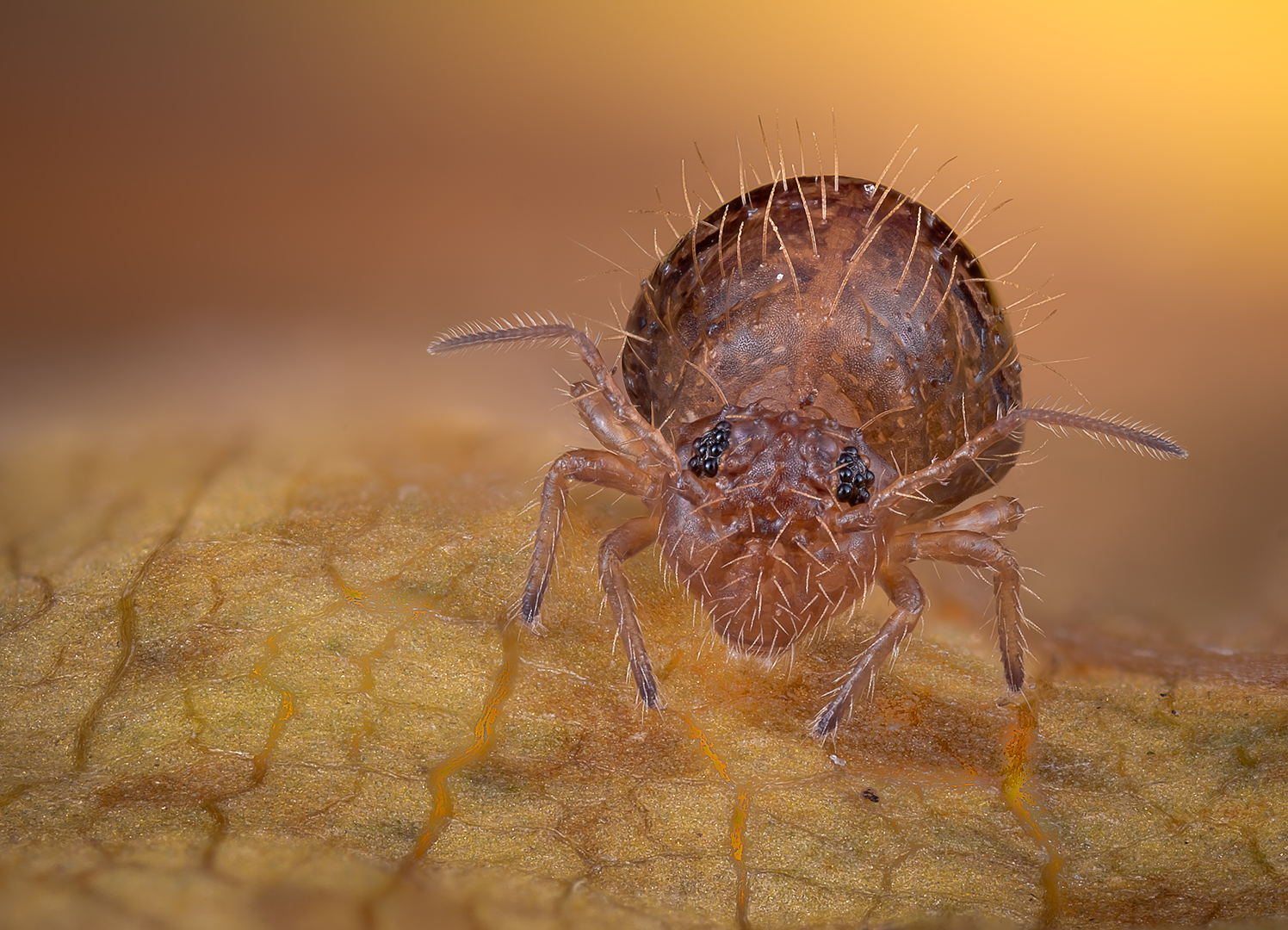 Kugelspringer Foto & Bild spezial, makro, natur Bilder auf