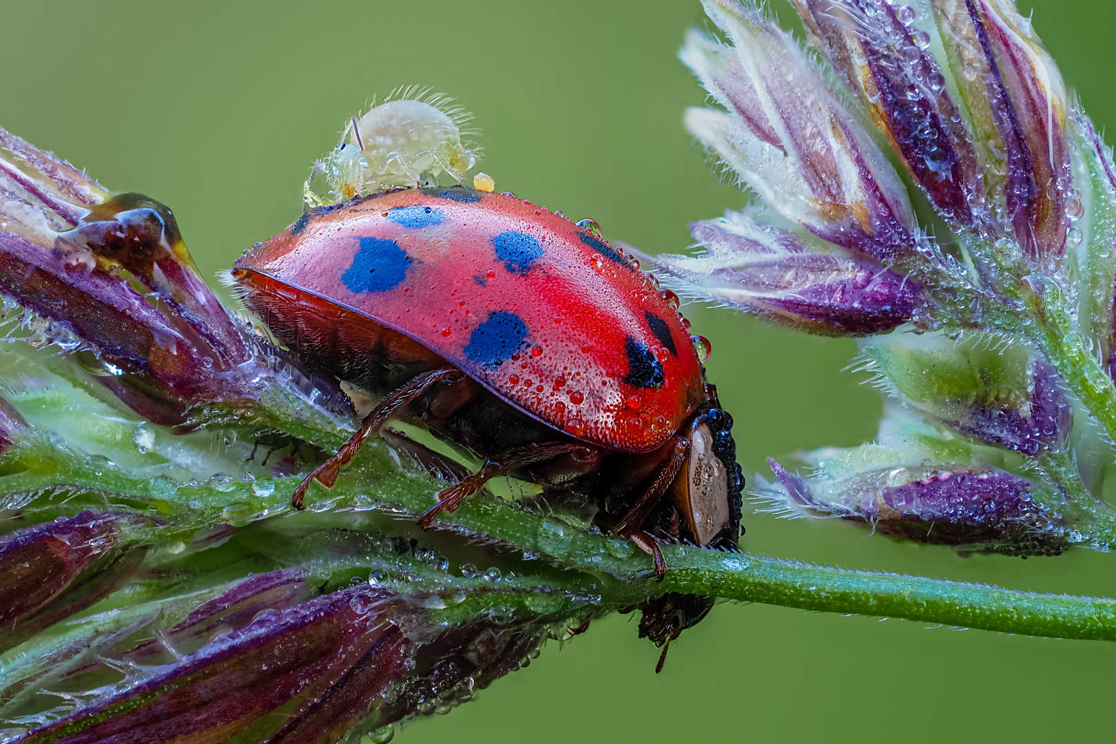 Kugelspringer (2 mm) auf Marienkäfer