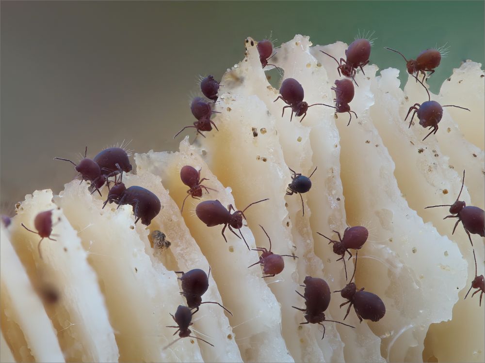 Kugelspringer Foto & Bild makro, natur, pilz Bilder auf