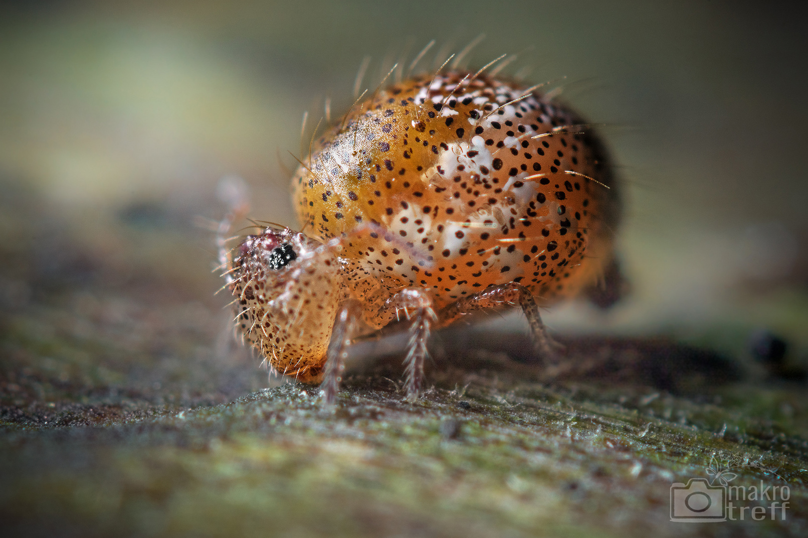 Kugelspringer (Allacma fusca)