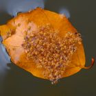 Kugelspringer auf Blatt