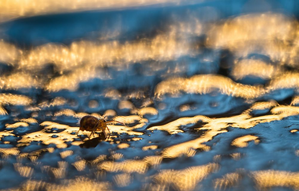 ___Kugelspringer_____________________ Foto & Bild tiere, wildlife