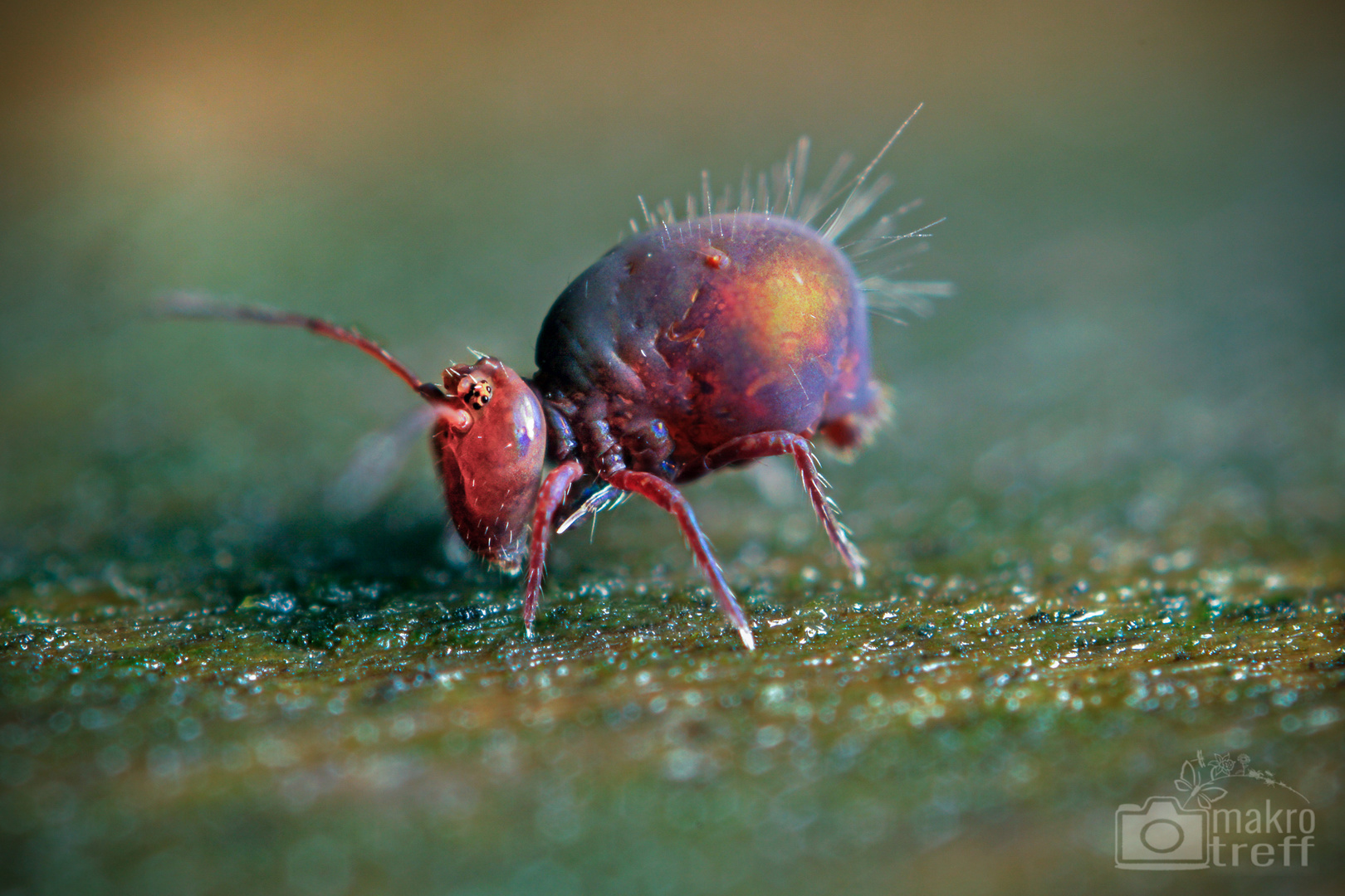 Kugelspringer (Calvatomina rufescens)