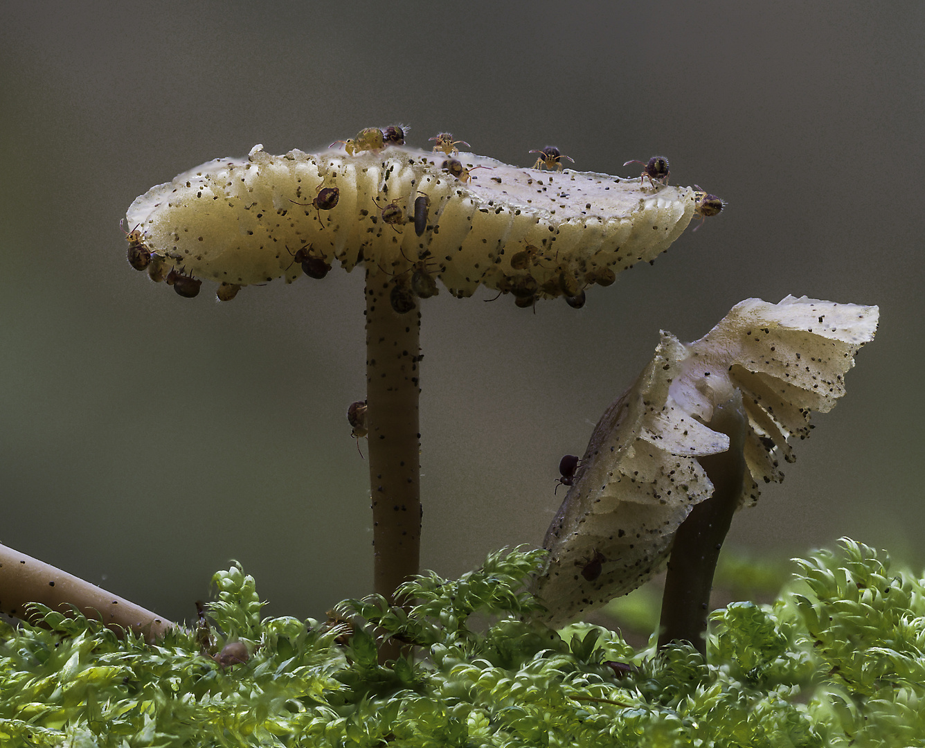 Kugelspringer City auf Pilz :-)