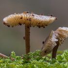 Kugelspringer City auf Pilz :-)