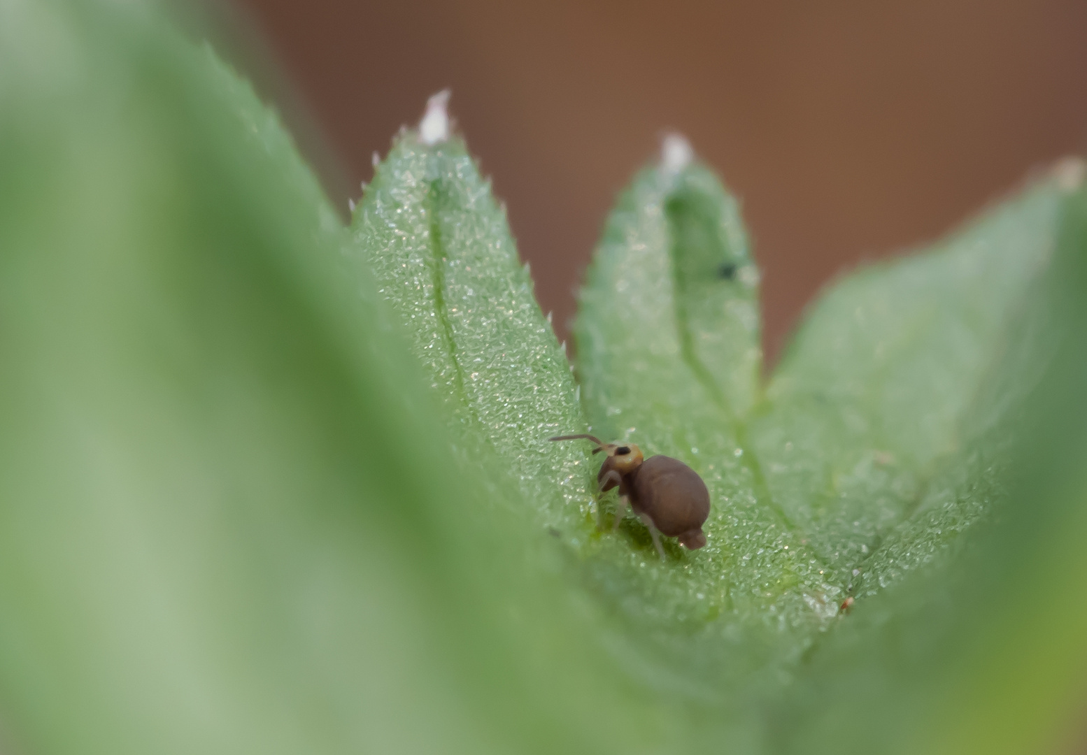 Kugelspringer (Dicyrtoma fusca)