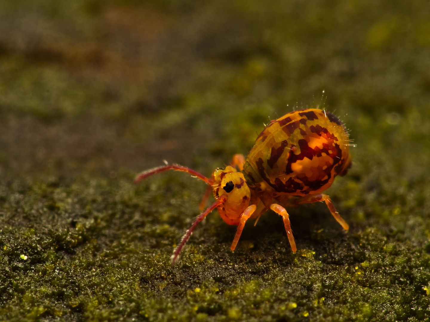 Kugelspringer (Dicyrtomina ornata)