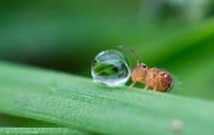 Kugelspringer (Dicyrtomina ornata)