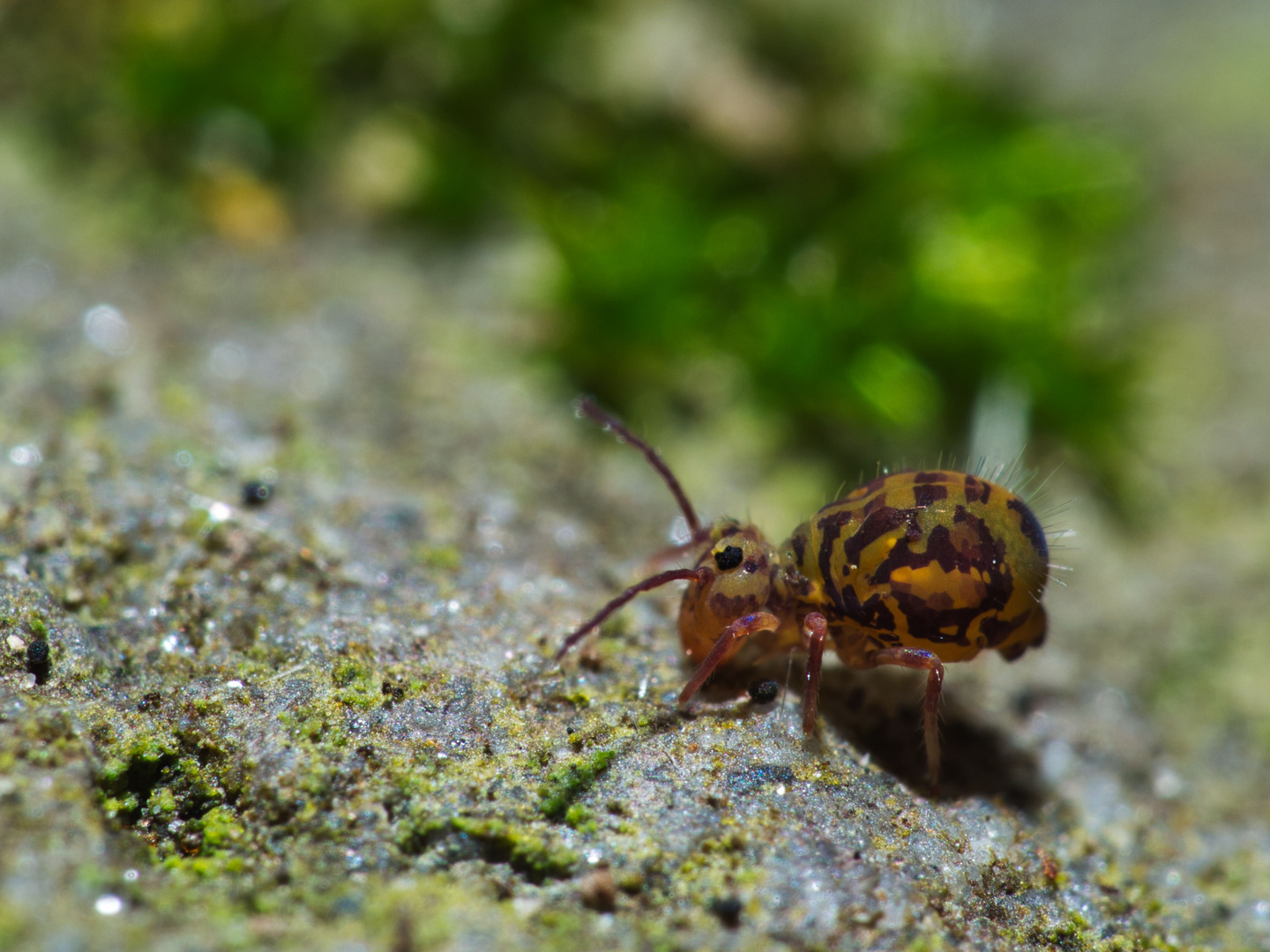 Kugelspringer (Dicyrtomina ornata)