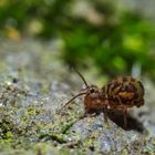 Kugelspringer (Dicyrtomina ornata)