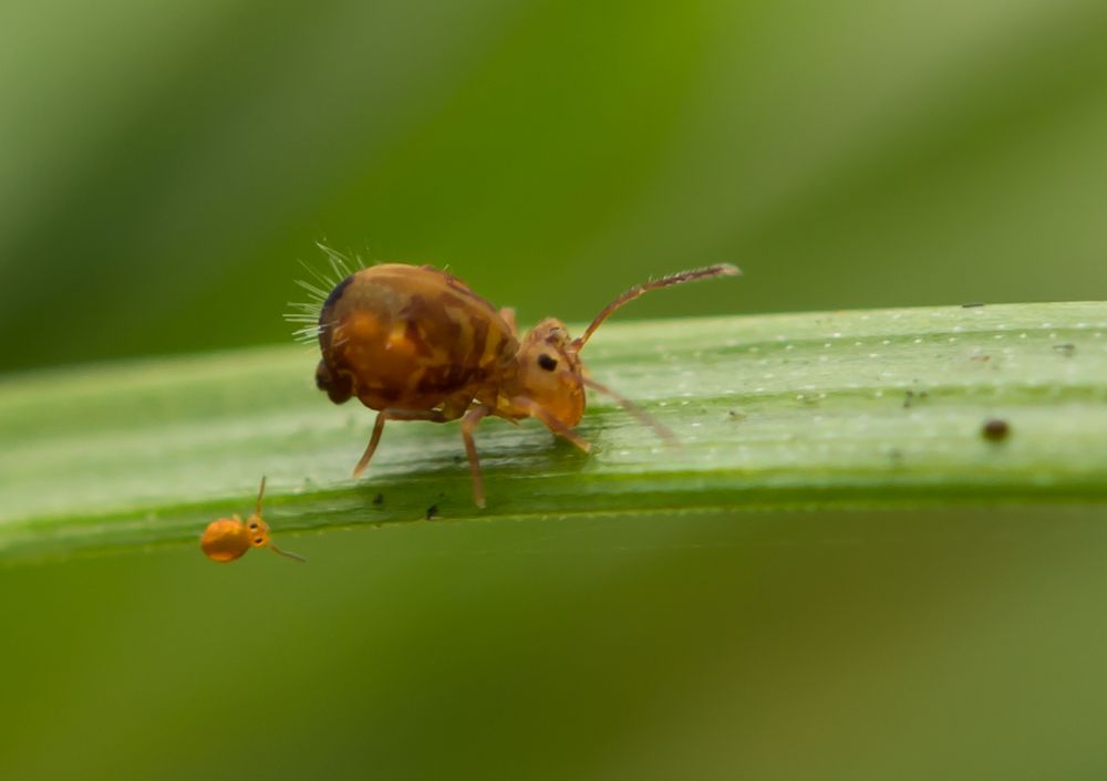 Kugelspringer (Dicyrtomina ornata) mit --