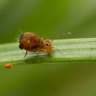 Kugelspringer (Dicyrtomina ornata) mit --