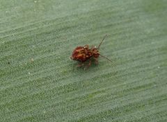 Kugelspringer Dicyrtomina saundersi im heimischen Garten