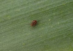 Kugelspringer Dicyrtomina saundersi im heimischen Garten
