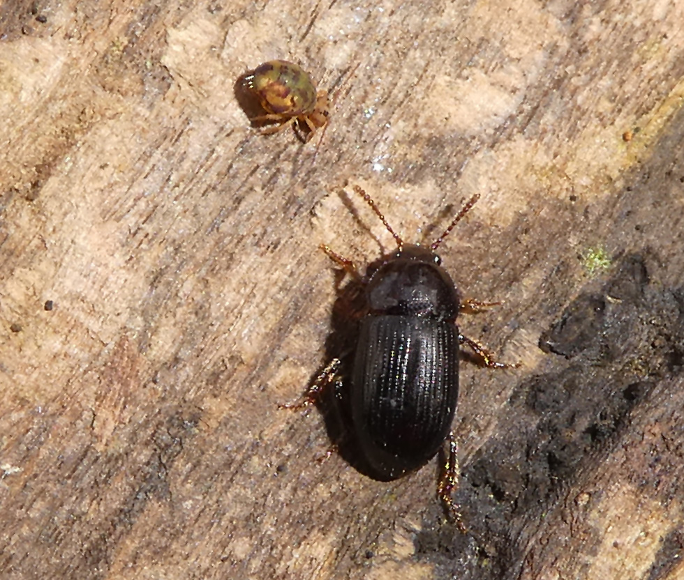 Kugelspringer + Käfer