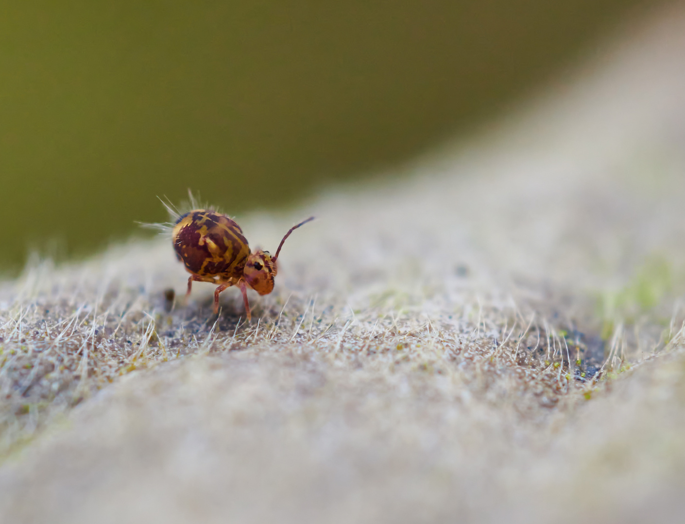 Kugelspringer unterwegs Foto & Bild natur, tiere, wildlife Bilder auf