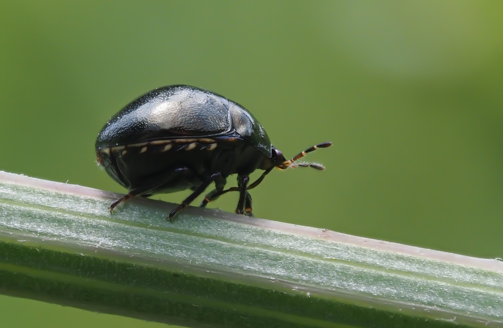 Kugelwanze (Coptosoma scutellatum)