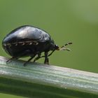 Kugelwanze (Coptosoma scutellatum)