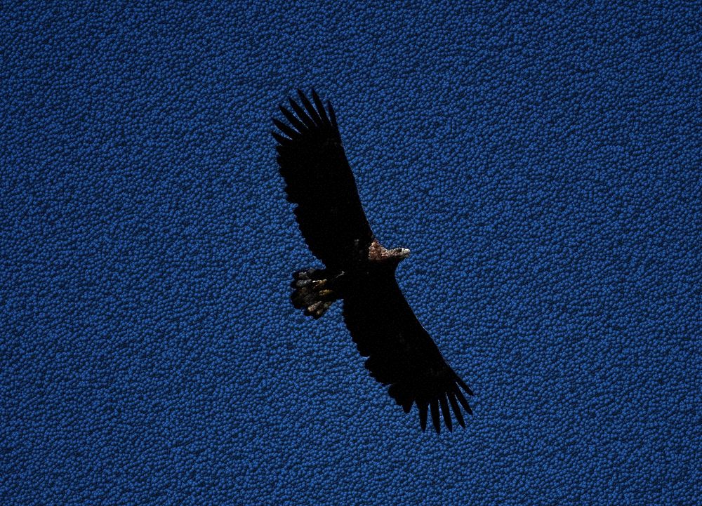 kugliger Seeadler