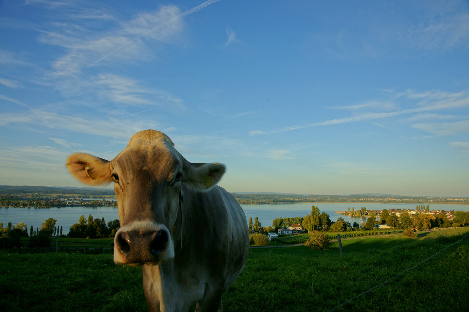 Kuh am Bodensee