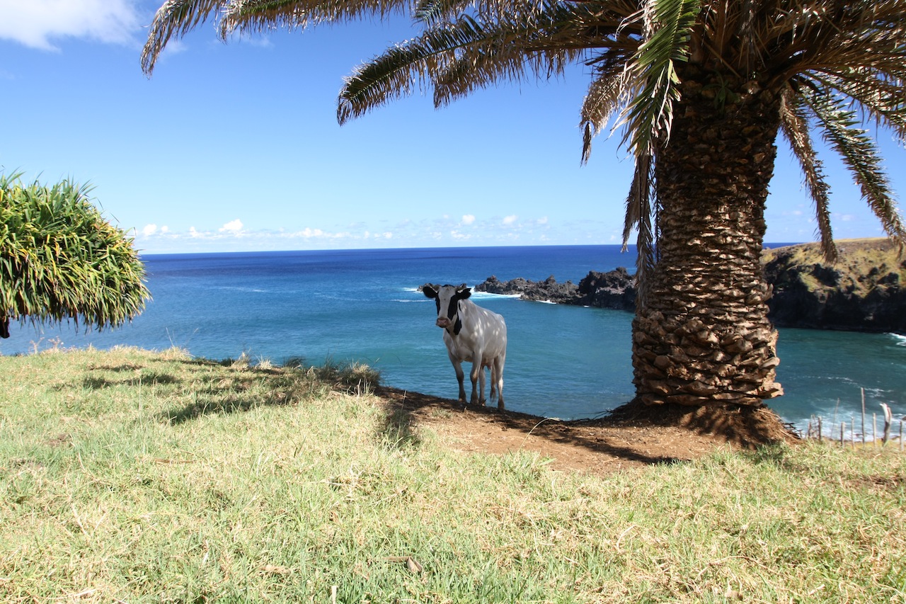 Kuh am Ende der Welt (Rapa Nui)