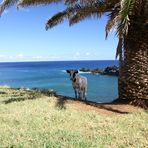 Kuh am Ende der Welt (Rapa Nui)