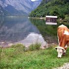 Kuh am Königsee