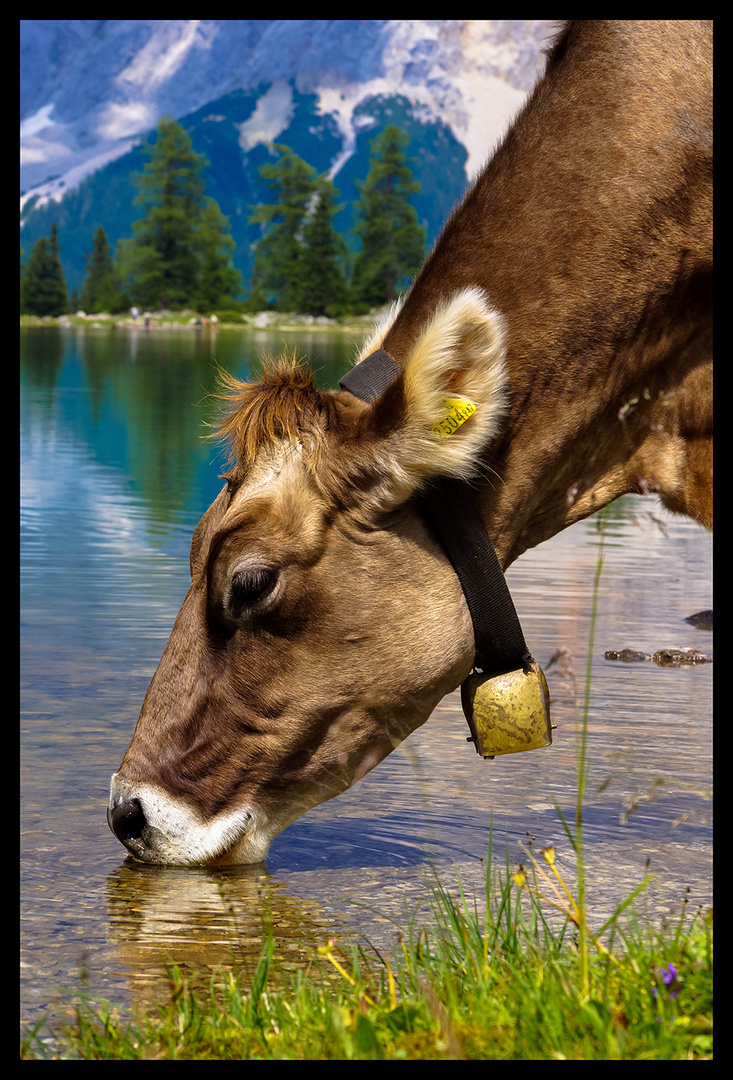 Kuh am Seebensee in Tirol