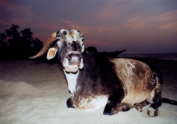 Kuh am Strand