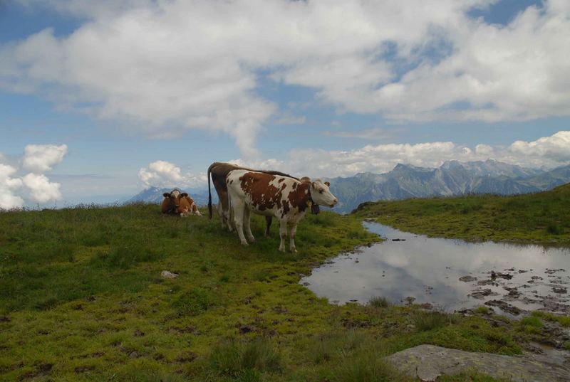 kuh auf 5seenwanderung :)