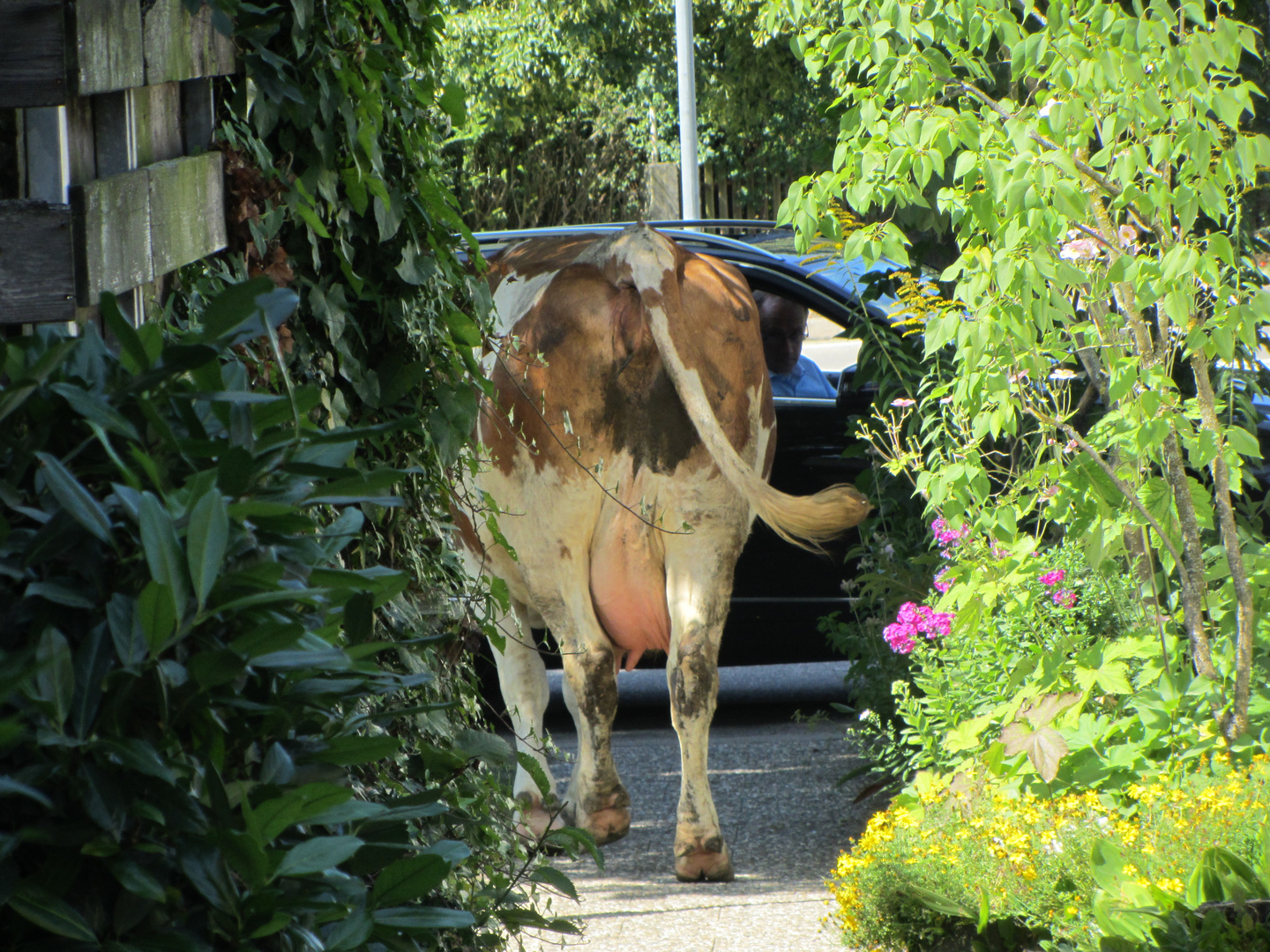 Kuh auf Abwegen