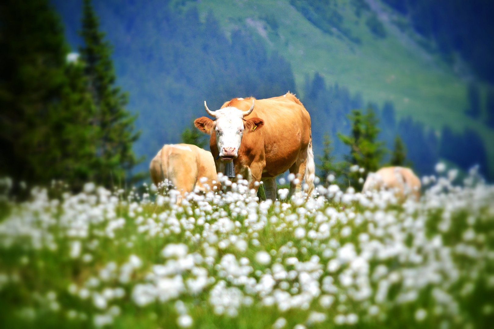 Kuh auf Alp