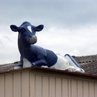 Kuh auf dem Dach
