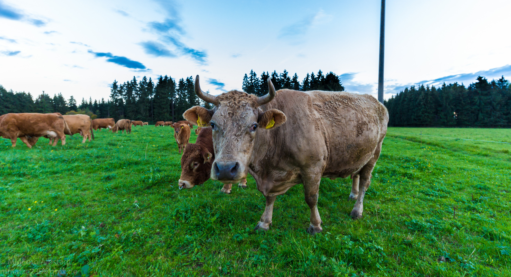 Kuh auf dem Feld