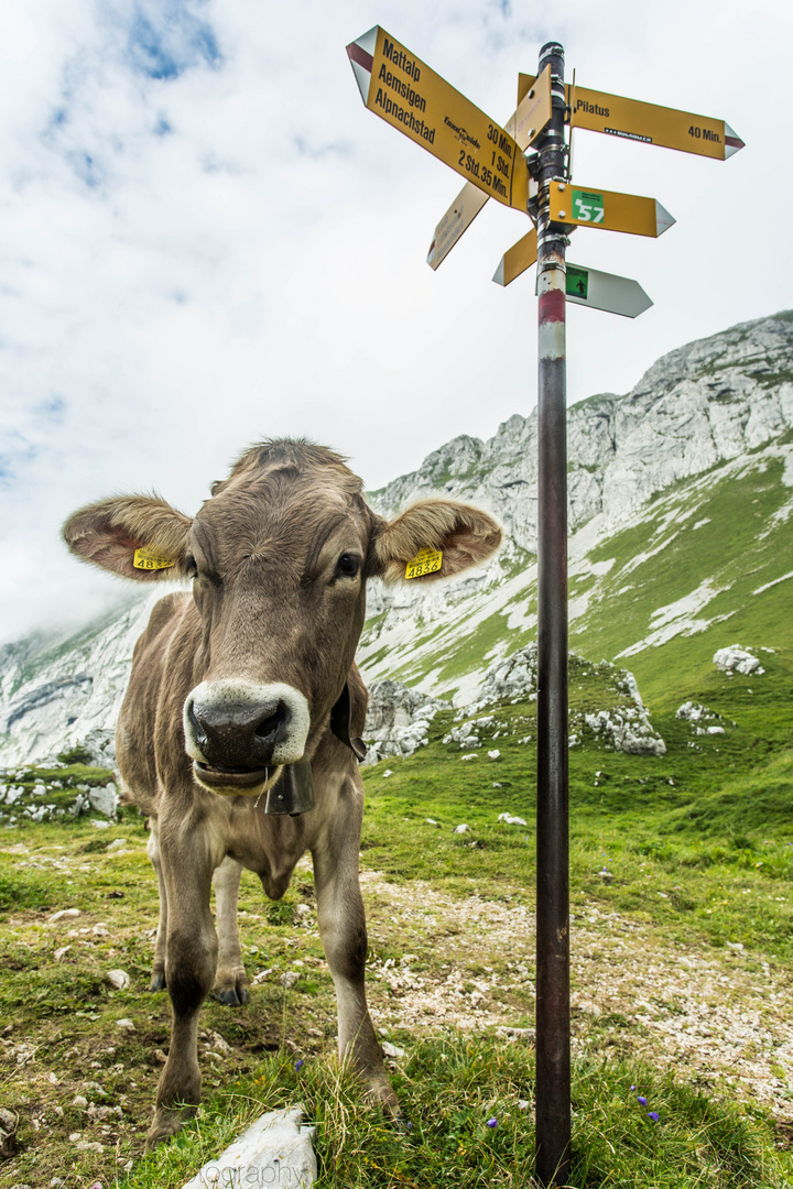 Kuh auf dem Pilatus