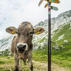 Kuh auf dem Pilatus