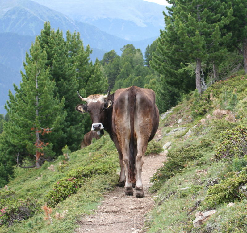 Kuh auf der Alm