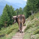 Kuh auf der Alm