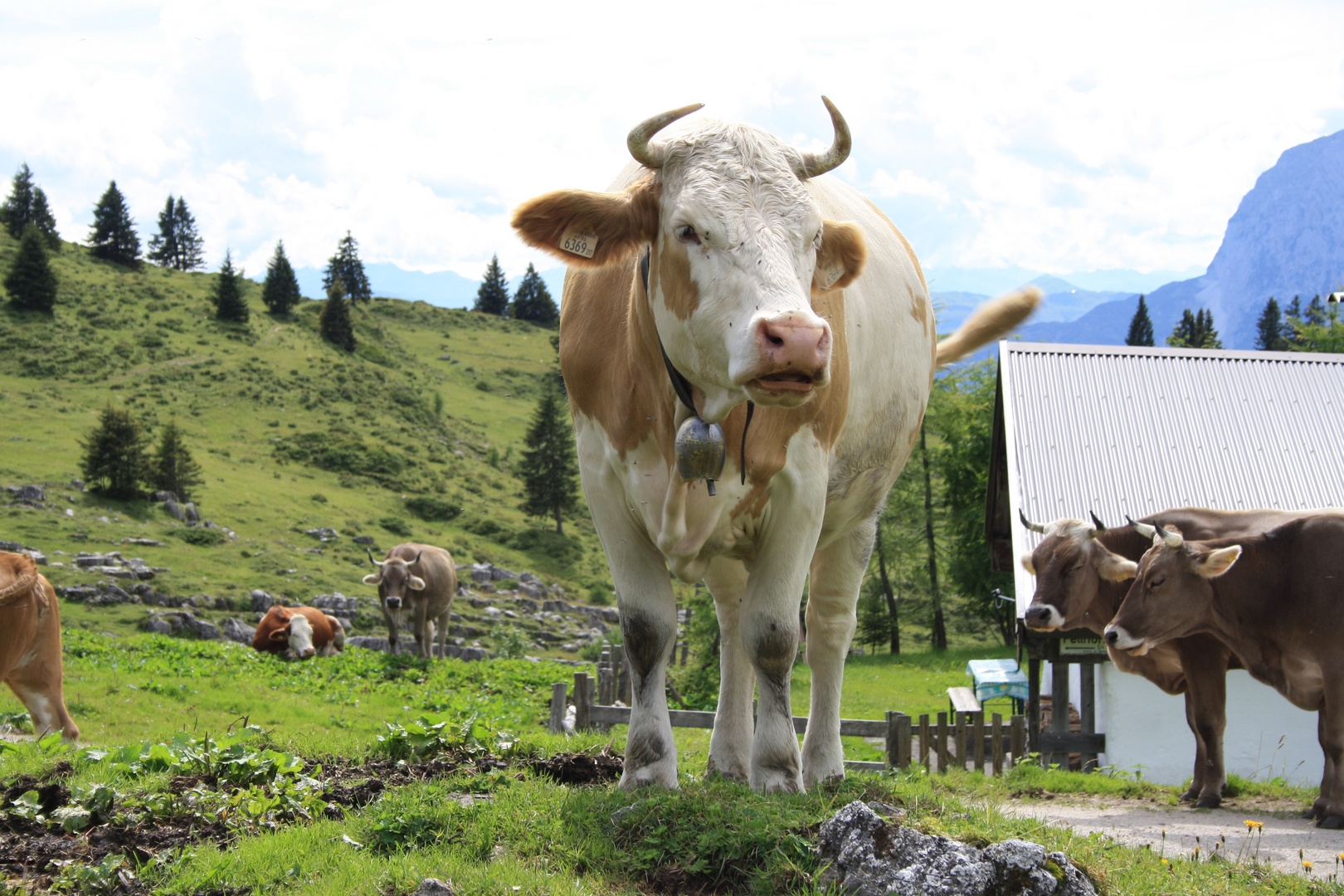 Kuh auf der Alm