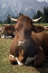 Kuh auf der Alm in Österreich