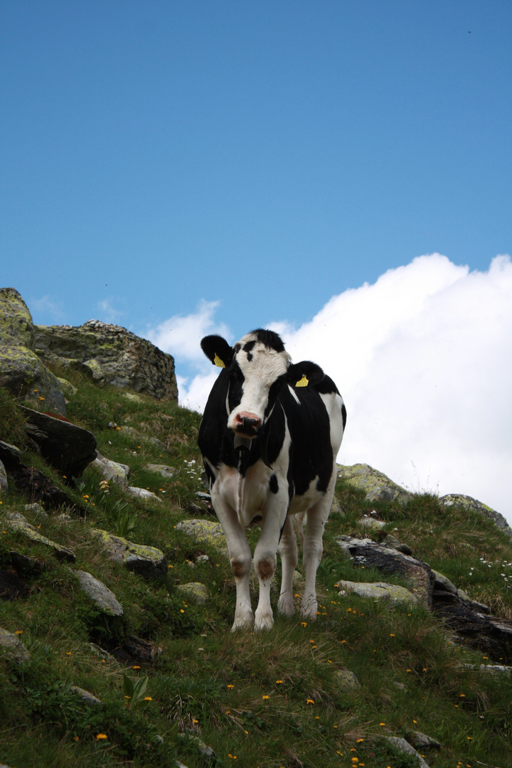 Kuh auf der Alp