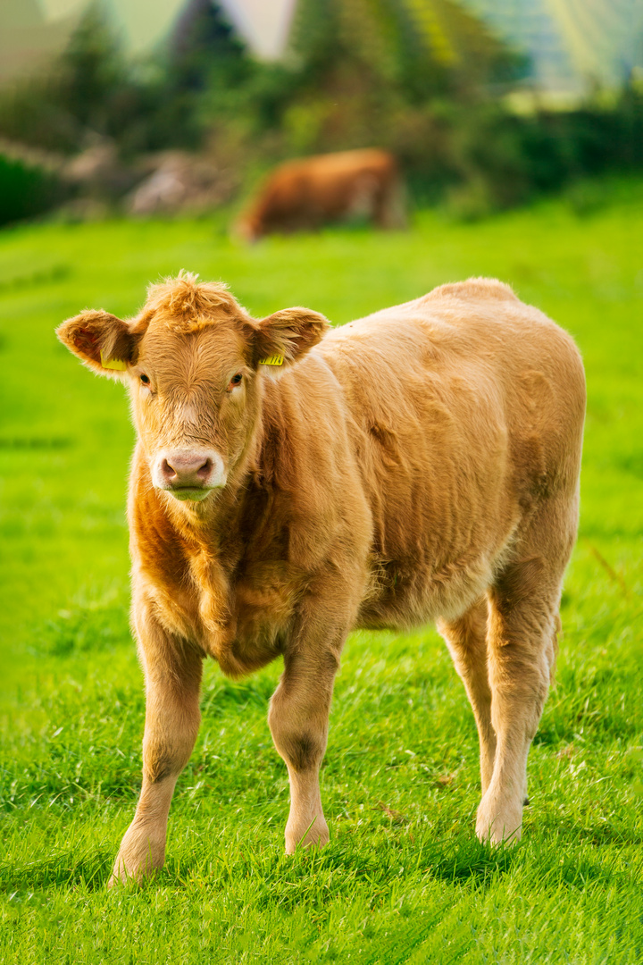 Kuh auf einem Feld