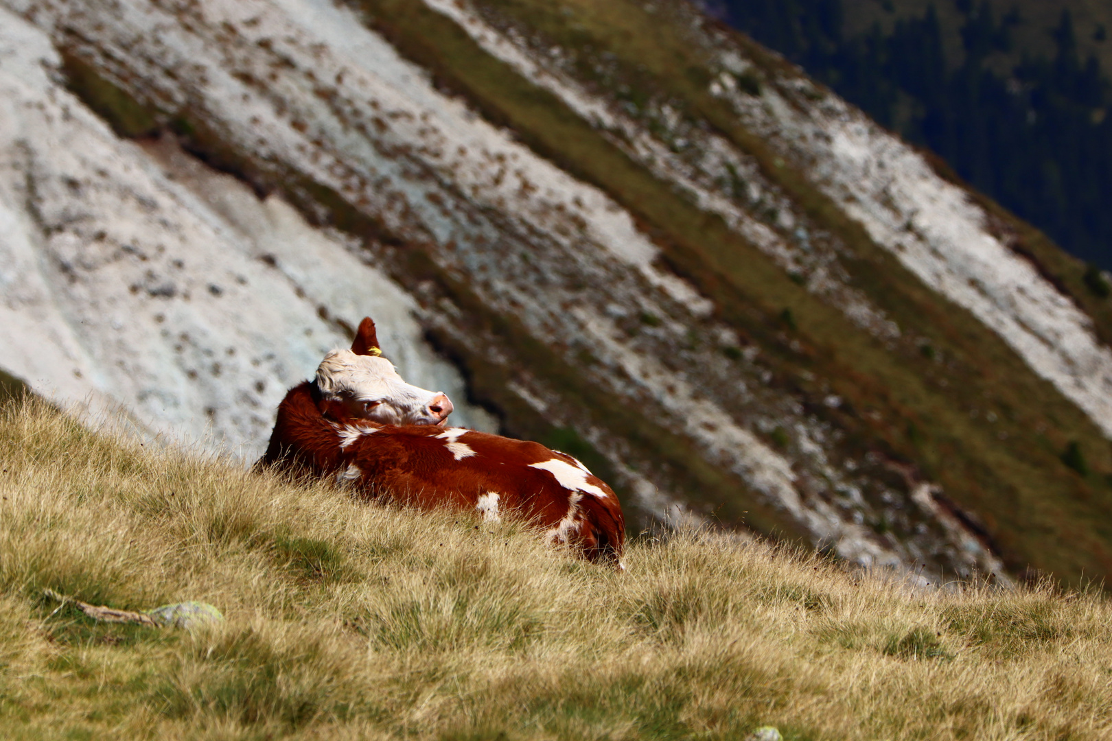 Kuh auf einer Wiese