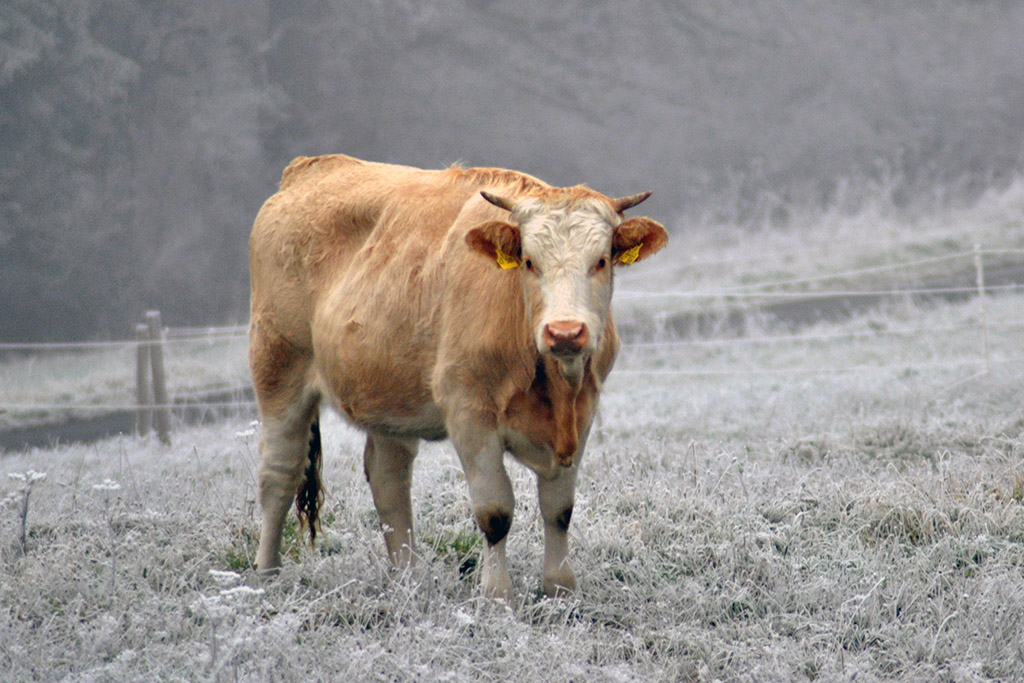 Kuh auf gefrorener Wiese