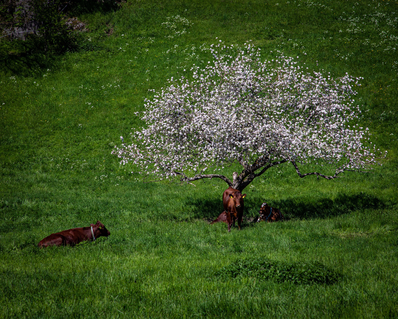 Kuh-Baum 