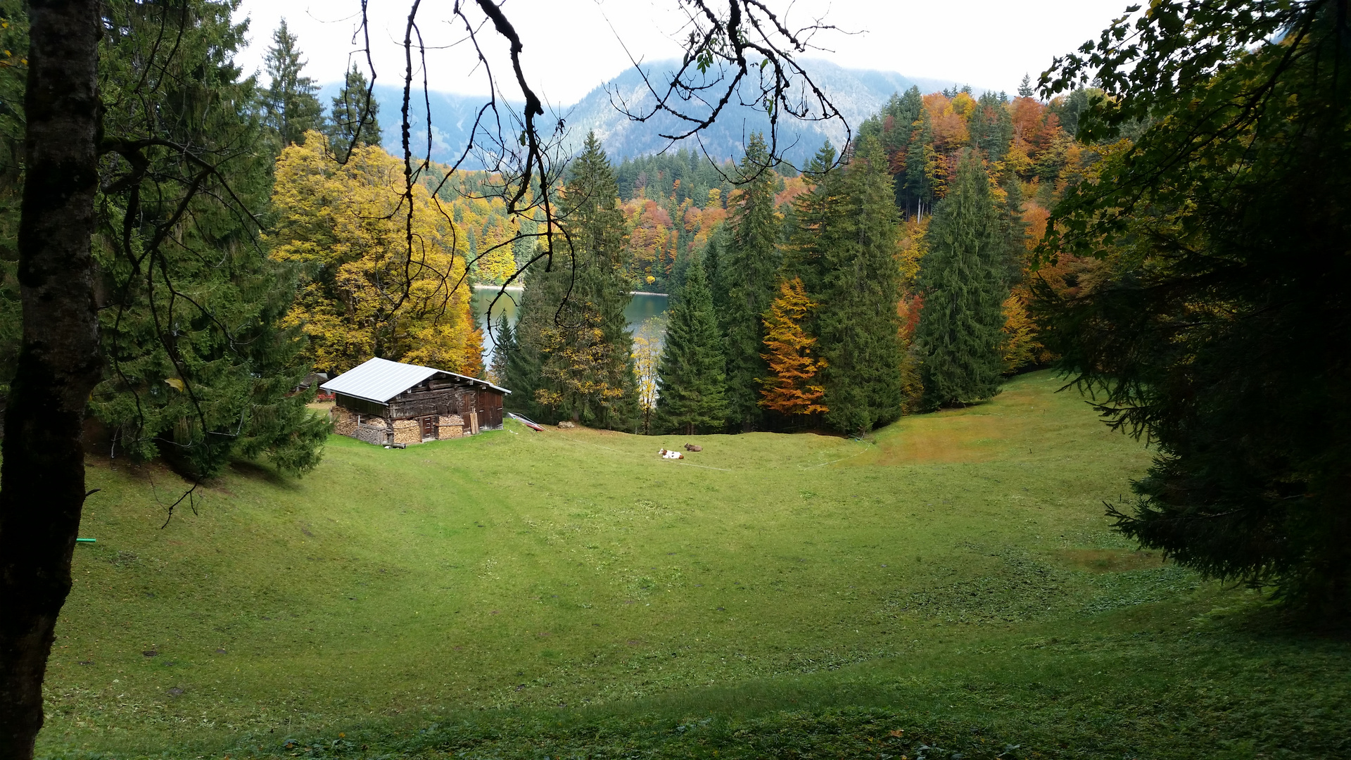 kuh begehren