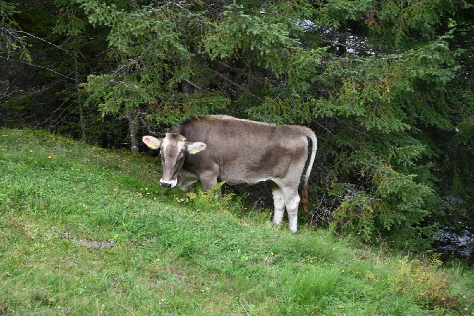 Kuh beim grassen