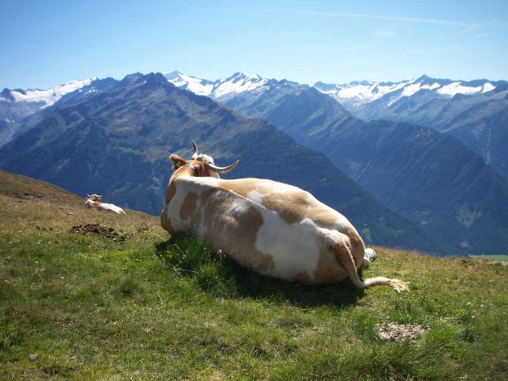 Kuh betrachtet landschaft