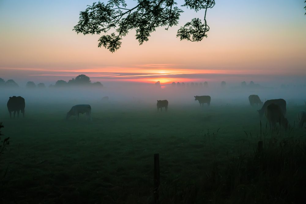 (Kuh)-Frühstück im Nebel