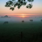 (Kuh)-Frühstück im Nebel